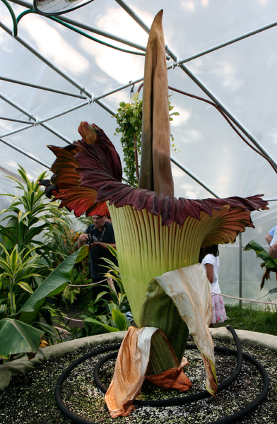 Tập tin:Amorphophallus тιтanum morticia june 20 2012 galawebdesign.png