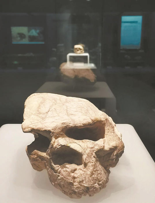 Intriguing Million-Year-Old HUman Skull Offers Key Clues To Our Evolution