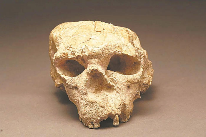 Intriguing Million-Year-Old HUman Skull Offers Key Clues To Our Evolution