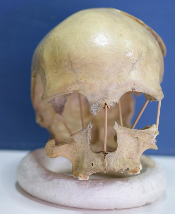 DNA From 35,000-Year-Old Romanian Skull Sheds New Light On The Theory Of Evolution