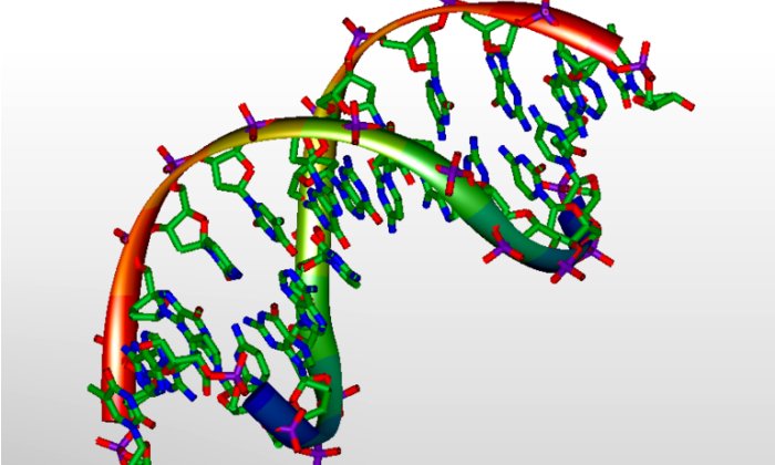 DNA 3D Model. 