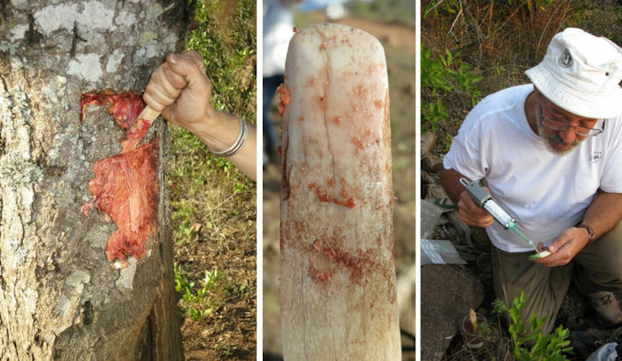 80000-Year-Old Bone Tools Discovered In South Africa Sheds New Light How Homo Sapiens Evolved