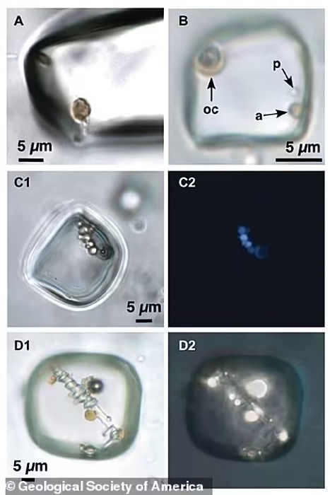 Should Scientists Open An 830-Million-Year-Old Rock Salt Crystal With Ancient Microorganisms That May Still Be Alive?