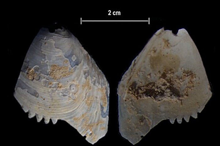 Serrated shell artefact from Calperum Station in South Australia’s Riverland region. Perforated shell artefact from Calperum Station in South Australia’s Riverland region. Credit: Flinders University