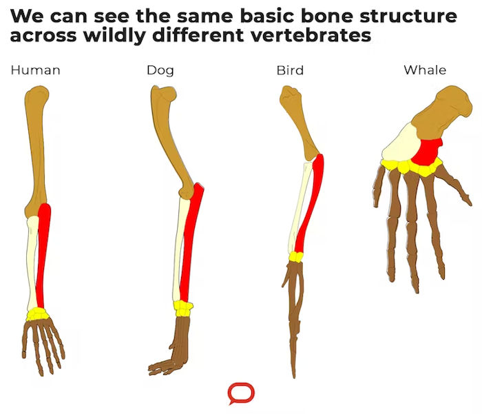 5 Traces Of Ancient Ancestors That Still Exist In All Human Bodies Today