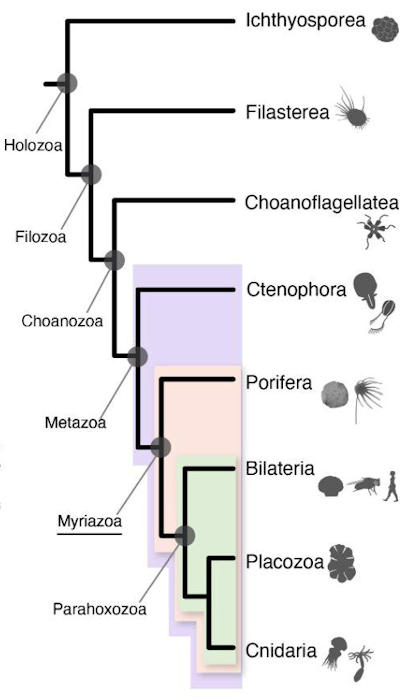 We Now Know What The Earliest Animals Looked Like - Scientists Say