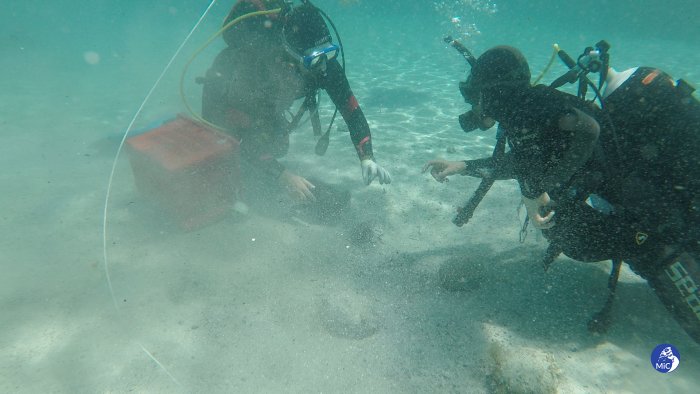 Unexpected Underwater Discovery Of 50,000 Ancient Coins Off Sardinia Hints At Hidden Shipwreck