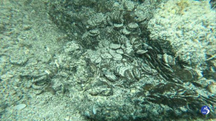 Unexpected Underwater Discovery Of 50,000 Ancient Coins Off Sardinia Hints At Hidden Shipwreck