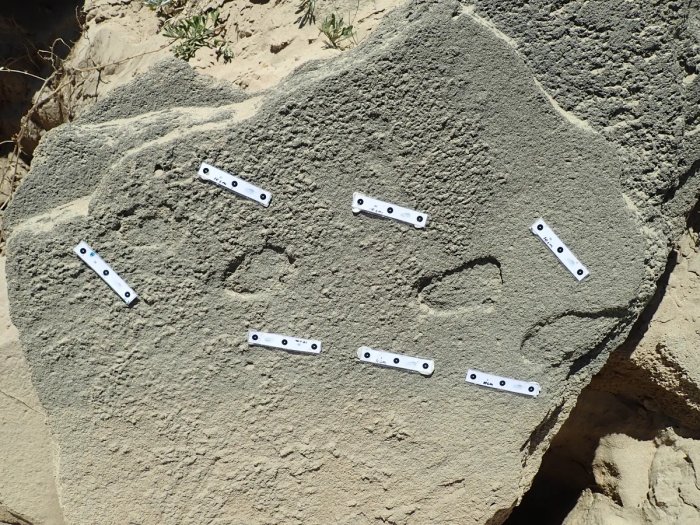 Ancient Footprints Offer Evidence Humans Wore Shoes 150,000 Years Ago - Scientists Say