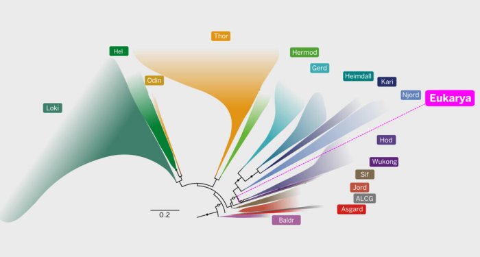 Riddle Of Asgardians - New Clues About Origin Of Complex Life Trace Roots To A Common Ancestor