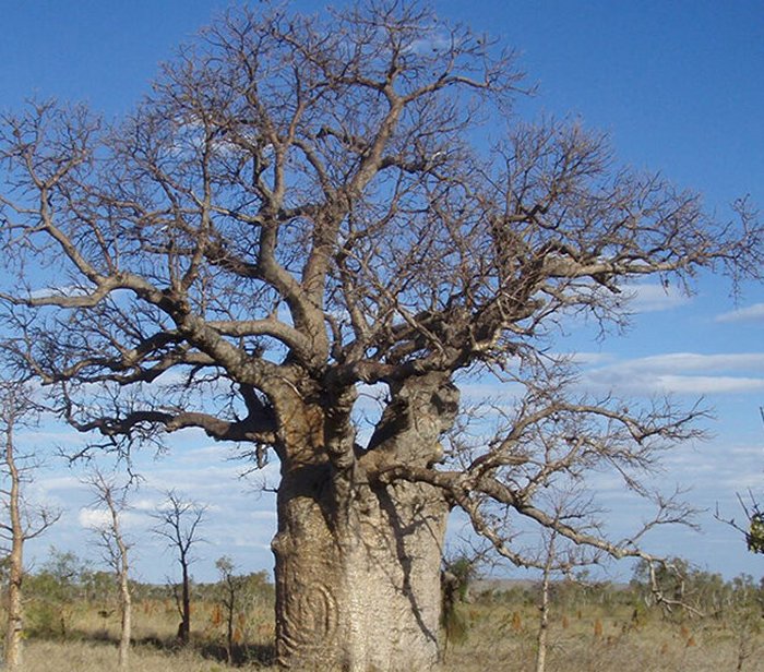 Large boab tree with coiled snake carving, northern Tanami Desert. Credit: Darrell Lewis