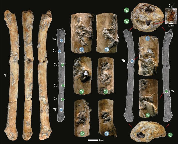 12,000-Year-Old Flutes Made From Bird Bones - Discovered