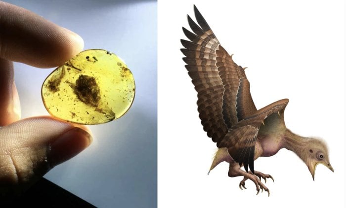 Left: Feathers from a baby bird that lived 99 million years ago, preserved in amber. PH๏τo by Shundong Bi. Right: Illustration of what a newly hatched Enantiornithine bird may have looked like.