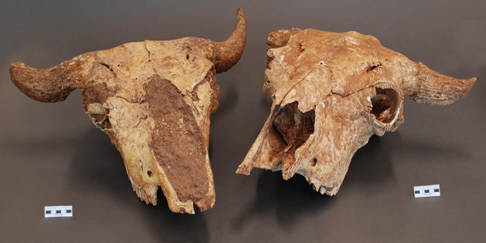 Image courtesy: University of Michigan Museum of Anthropological Archaeology Bison skulls excavated from an archaeological site near Roswell, New Mexico. Pictured are objects 83209 a and b.