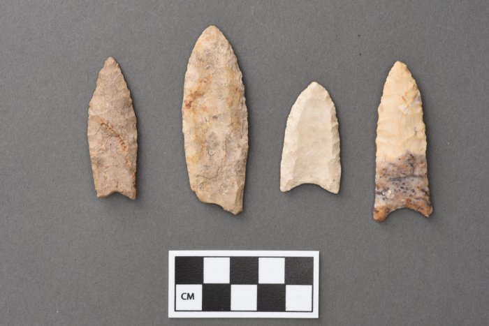 Image courtesy of the University of Michigan Museum of Anthropological Archaeology Folsom points, which date to between 11,000 and 10,000 years ago, are ᴀssociated with the prehistoric hunting of bison. These points are objects 27673, 39802, 30442, and 37737.