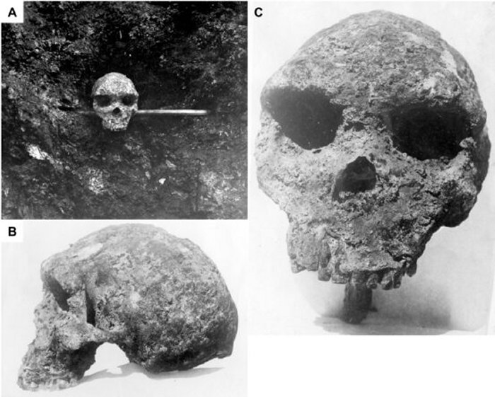 Evolution Puzzle - Broken Hill Skull And Homo Heidelbergensis Cast Doubt Over Modern Human Ancestry