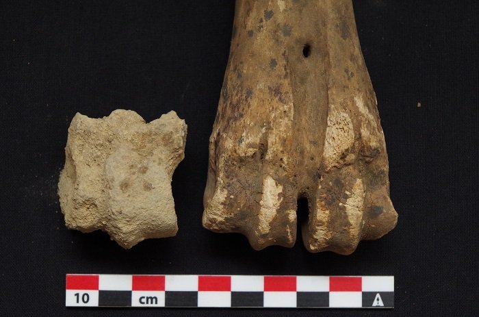 Cattle metatarsal bone from Letti (left), medieval bone from Dongola (right). Credit: M. Osypińska/p. Osypin