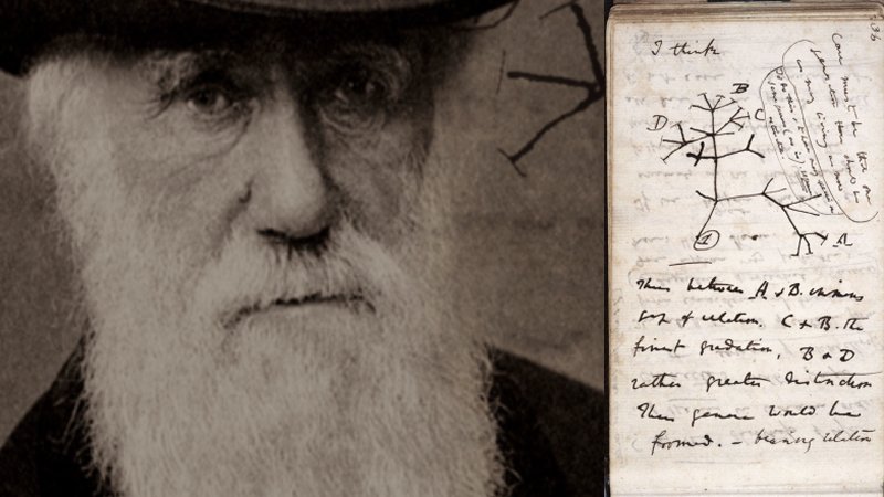 Who Has Stolen Charles Darwin's Notebooks Worth Millions From The University Of Cambridge?