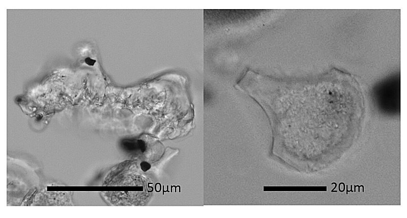 Phytolith recovered from stone flakes from Shanghsan and Hehuashan flakes: rice husk phytolith (on left) and rice leaf phytolith. Credit: Jiajing Wang