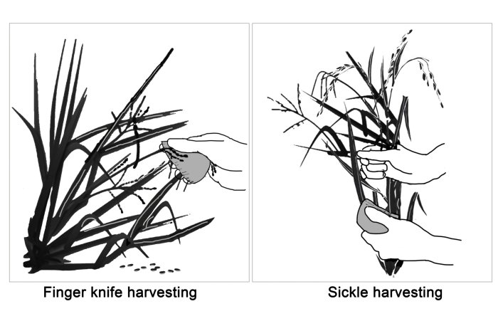 Schematic representation of rice harvesting methods using a finger-knife and sickle. Credit: Jiajing Wang