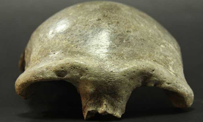 The skullcap found in the Salkhit Valley in eastern Mongolia belonged to a woman who lived 34,000 years ago. Analyses showed: She had inherited about 25 percent of her DNA from Western Eurasian. Credit: Insтιтute of Archaeology, Mongolian Academy of Sciences