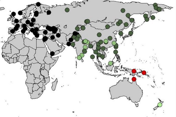 In humans today, concentrations of Denisovan DNA is highest in Australia and Papua New Guinea (red), but the new study found higher-than-expected levels in South Asia (light green). UCLA/Harvard Medical School