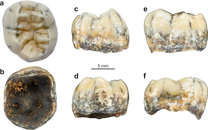 Ancient Girl's Tooth Solves One Of The Biggest Mysteries Of The Denisovans