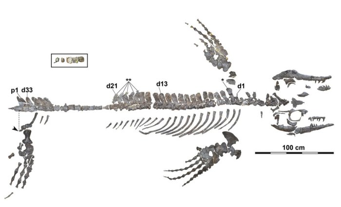A Mosasaur Wakayama – ‘Blue Dragon’ Terrorized Pacific Seas 72 Million Years Ago
