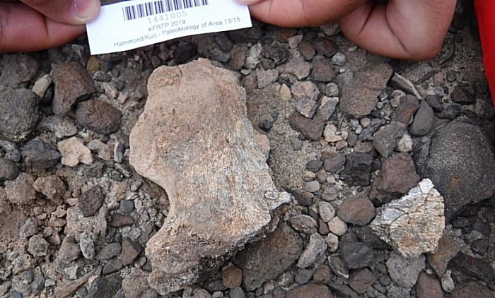 One of two new hominin specimens, a partial pelvis, found at the East Turkana site in Kenya. Credit: A. Hammond/AMNH