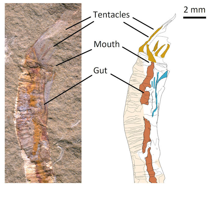 500 Million Year-Old Fossils Solve A Centuries-old Evolutionary Riddle 