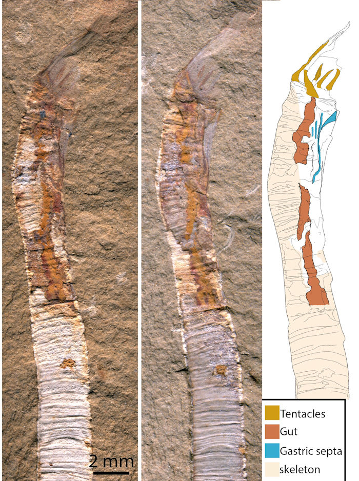 500 Million Year-Old Fossils Solve A Centuries-old Evolutionary Riddle 