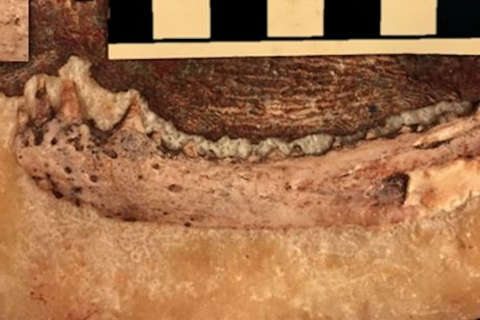 Scientists Found A Link Between Ancient Human Teeth And An Extinct Reptile