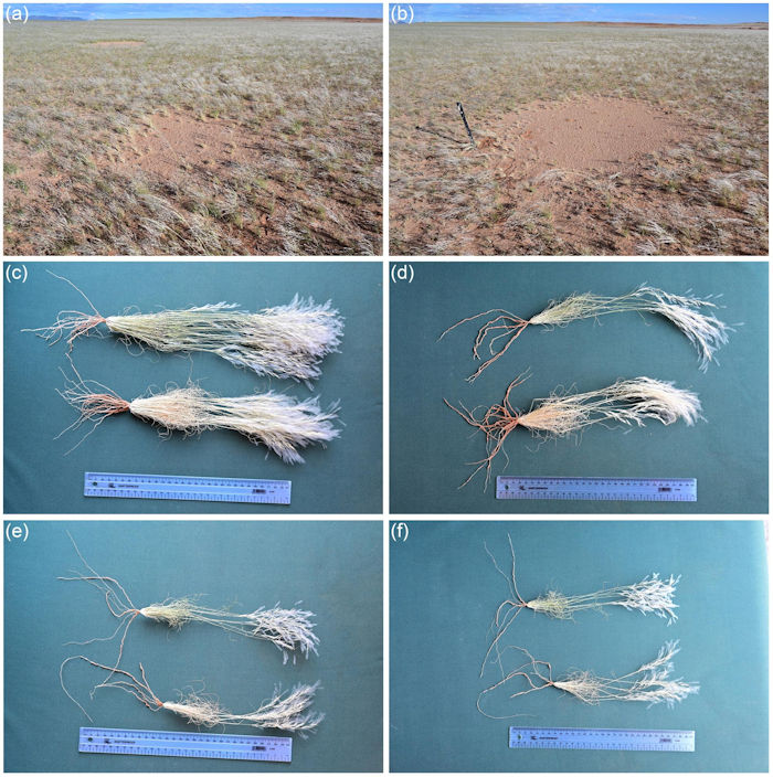 Secrets Of Namibia's Fairy Circles Solved - Self-Organizing Plants Are The Creators - New Theory