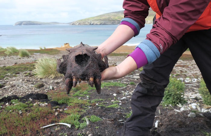 Surprising Evidence Of Prehistoric Human Activity In Falkland Islands - Europeans Were Not The First Settlers