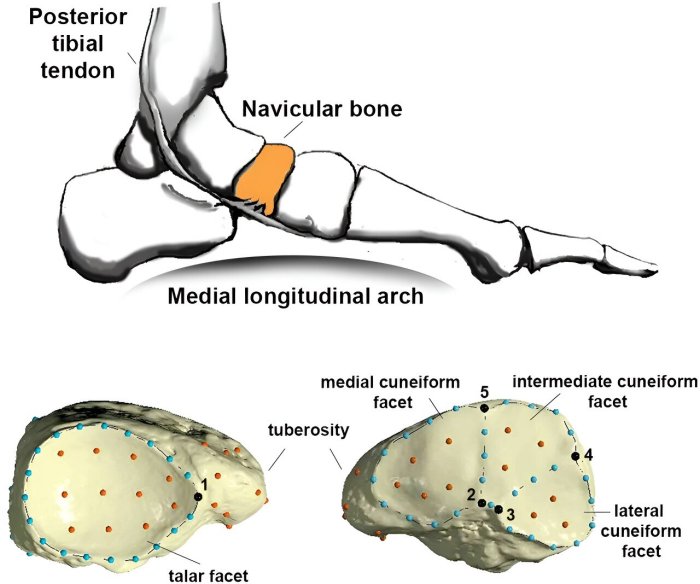 New Light On The Complex Evolution Of Our Feet