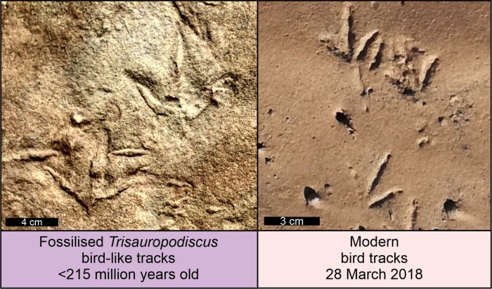 290-Million-Year-Old Bird-Like Footprints Left By Unknown Animals Found In Africa