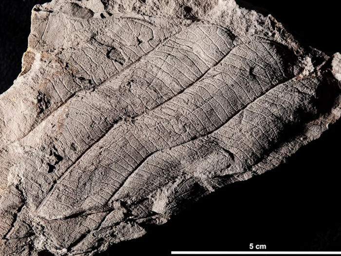 First Leaf Fossil Study Reveals An Ancient 4 Million-Year-Old Forest In Borneo