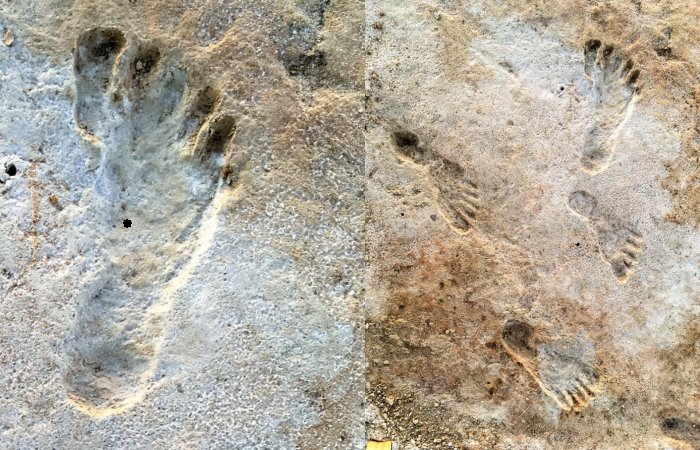 What Can Fossil Footprint Discoveries Tell Us About The Past?