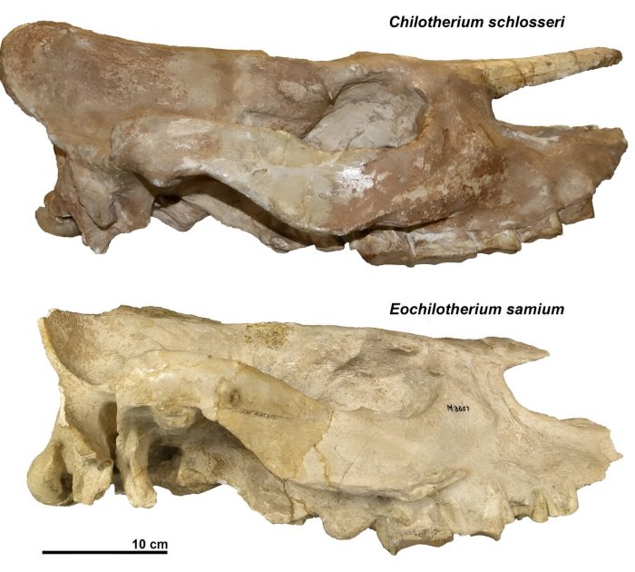 fossilsrhinos