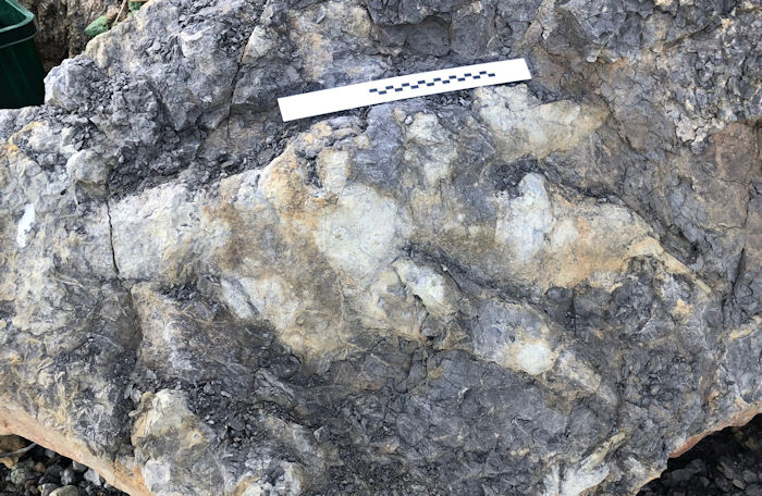 Giant Meat-Eating Dinosaur Footprint Found In Yorkshire Could Be The Largest Ever