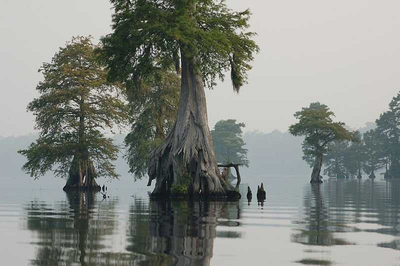 Mysterious Great Dismal Swamp - Why Can No One Find The Cemetery Twice?