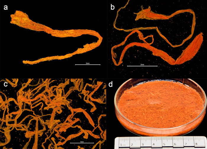 Treasure Trove Of Spices Found On The Sunken Medieval Ship Gribshunden