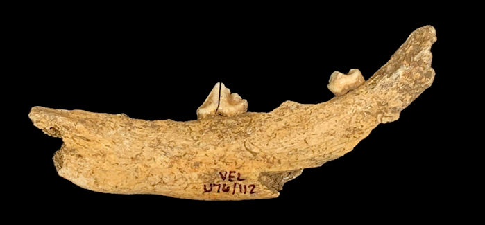 European Dogs Doubled In Size From 8,000 To 2,000 Years Ago