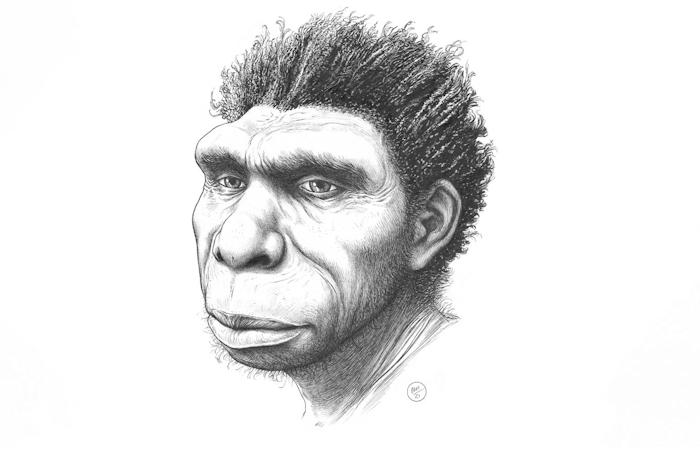 New species of human ancestor named: Homo bodoensis