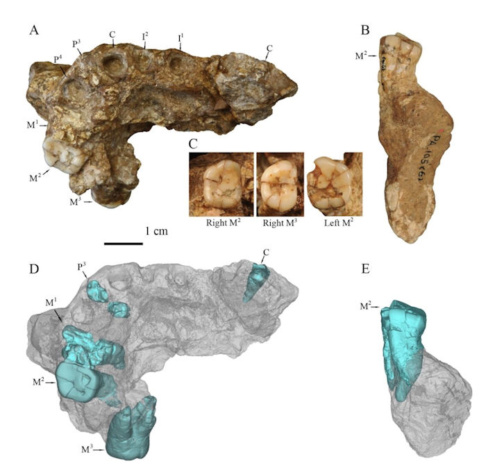 'Homo Erectus' From Gongwangling Could Have Been The Earliest Population In China