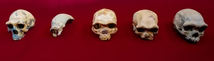 Meet Homo Longi: Extinct Human Species That May Replace Neanderthals As Our Closest Relatives