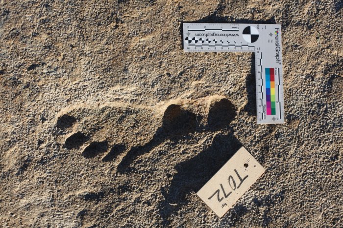 Oldest Fossil Human Footprints In North America Confirmed