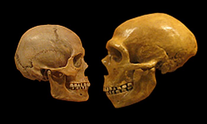 A human skull on the left, versus a Neanderthal skull on the right. PH๏τo: Wiki Commons.