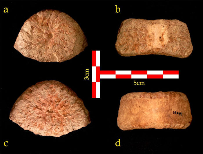 1.5 Million-Year-Old Human Vertebra Discovered In Israel's Jordan Valley Sheds New Light On Migration From Africa To Eurasia