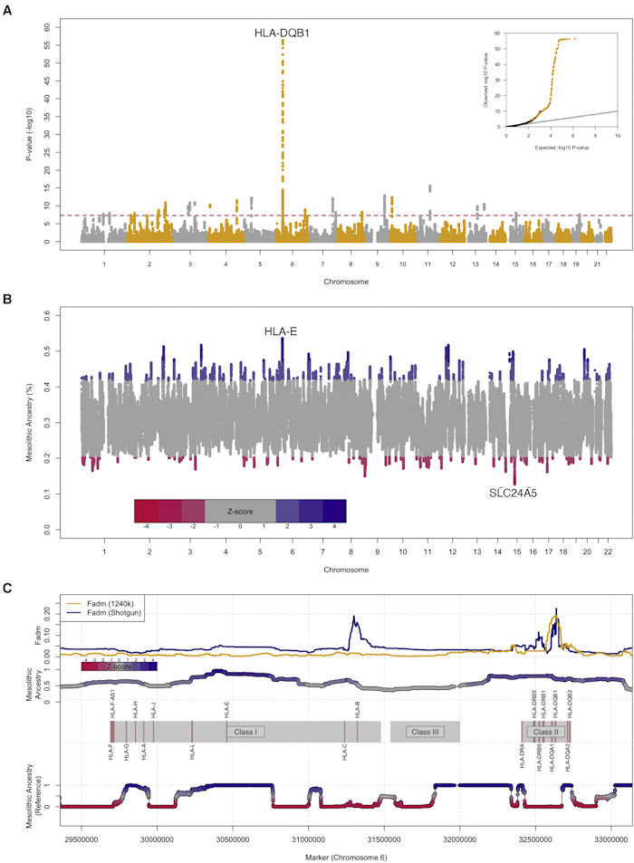 Hunter-Gatherer Genes Helped Early European Farmers Survive Disease - New Study